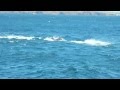 Orcas & Grey Whale calf in the Channel Islands ...