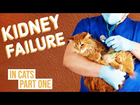 Kidney Failure in Cats | Part One