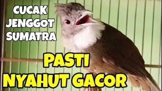 Download lagu Cucak Jenggot Sumatra Gacor memanggil lawan Ampuh buat Pancingan dan masteran mp3