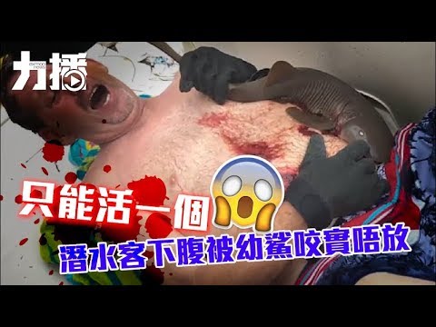 潛水客下腹被幼鯊咬實唔放