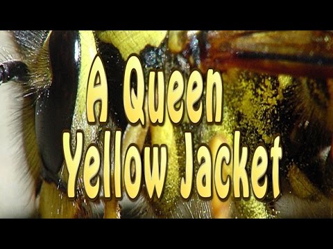 download lagu mp3 mp4 What Does A Queen Yellow Jacket Look Like, download lagu What Does A Queen Yellow Jacket Look Like gratis, unduh video klip What Does A Queen Yellow Jacket Look Like
