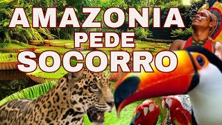 Floresta Amazônica: Mistérios Ocultos e o Grito de Socorro da Natureza. #florestaamazônica #Amazonia