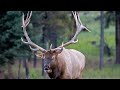 Largest Elk Bull Sheds His Antlers