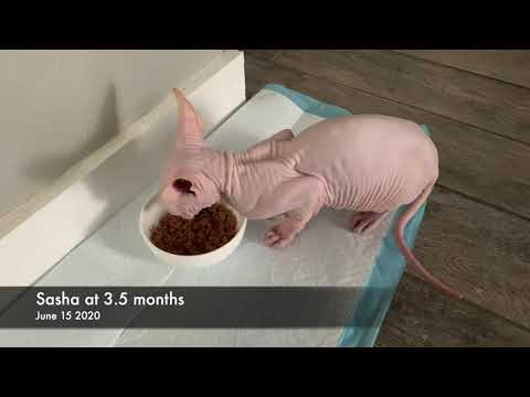 Sasha Velour - BIG GAINS! How does he do it?