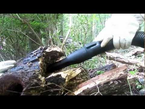 Ursula vacuuming out bees in a downed tree beehive.