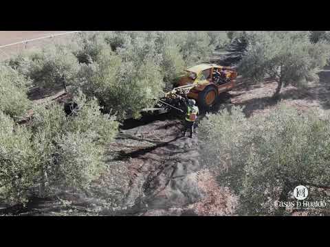 Recolección de aceitunas - Casas de Hualdo Cornicabra 500 ml