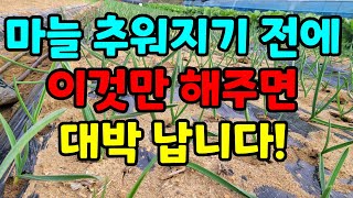마늘관리 4가지 방법  / 마늘동해피해 줄이는 방법 / 마늘재배 / 마늘겨울나기