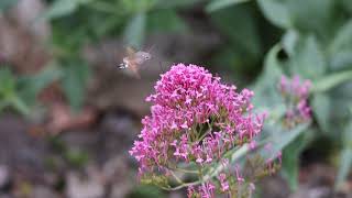 Hummingbird Hawkmoth