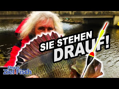 Big perch on float? Perch party with food and natural bait - Our goal is fish with Jörg Ovens