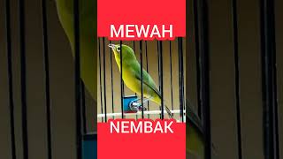 Download lagu Kecial Kuning MEWAH‼️#kecialkuning #shorts @pepadukecial mp3 Download lagu Kecial Kuning MEWAH‼️#kecialkuning #shorts @pepadukecial mp3