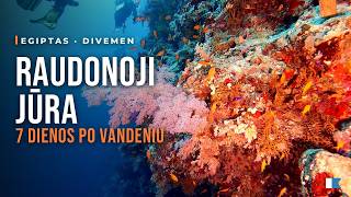 Raudonoji jūra: nardymo safaris laive | Red Sea Liveaboard Dive Safari – Egypt