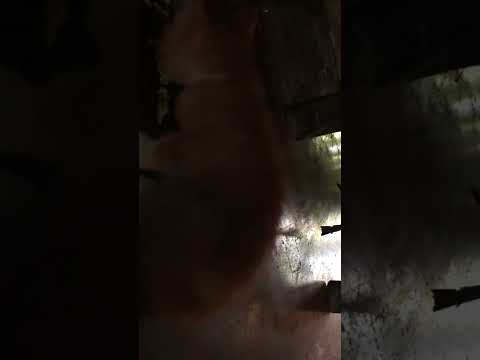 Cute Cat In My Home By Nafiz Sadik