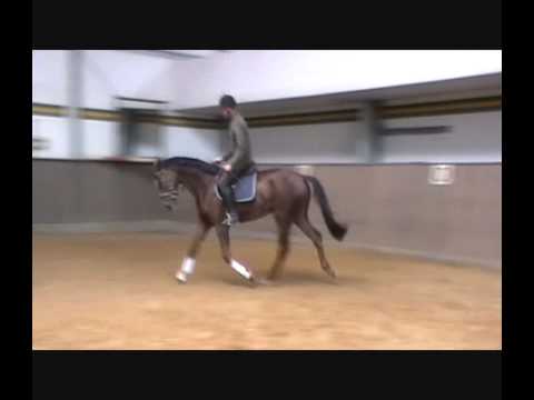 Verkaufspferd "Baily" 4j.W. v. Belissimo- Ehrentusch