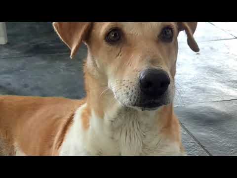 MY DOG SNOOPY. . . . . BY-GOLDEN CARTOONS