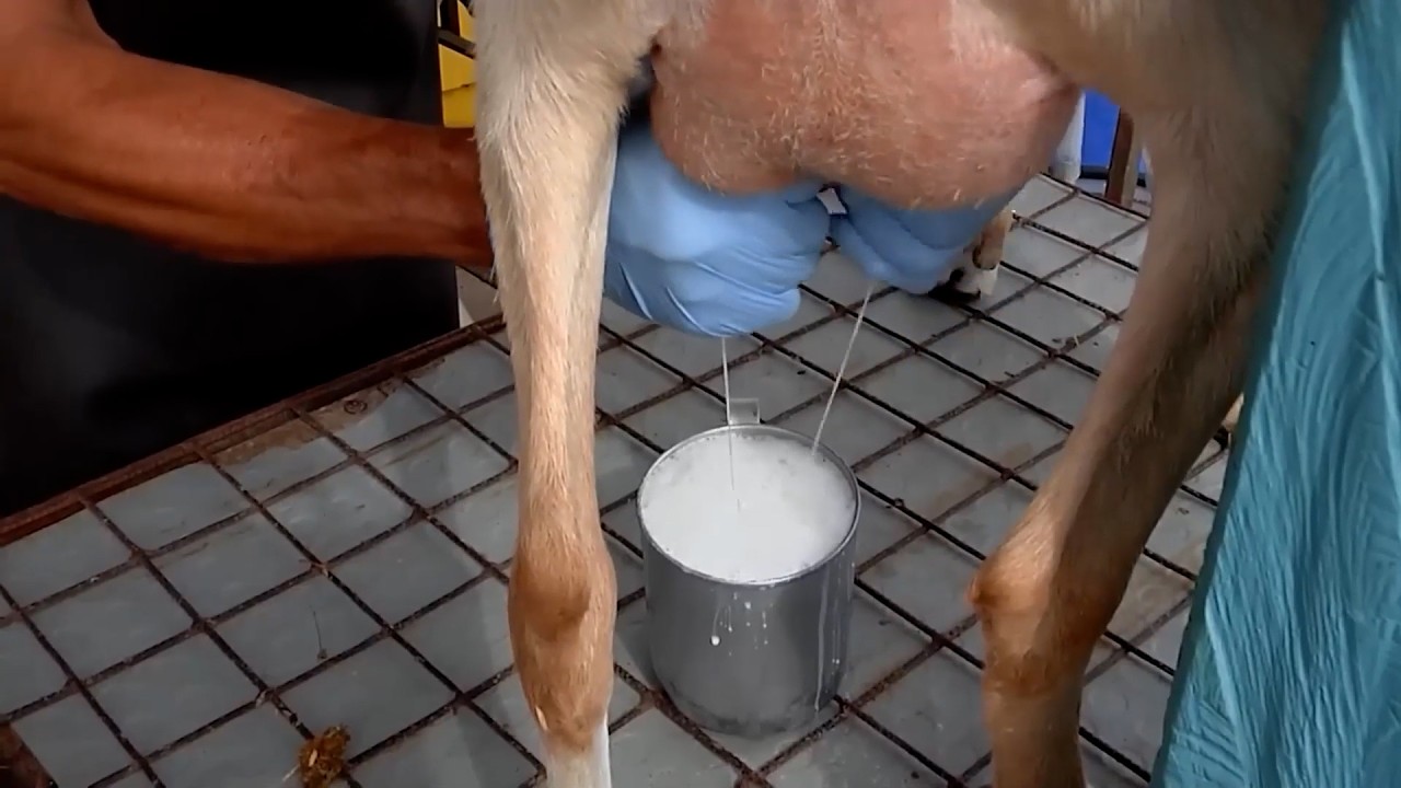 09 FEB   CAP 1   APRISCO CABRIO DE COLOMBIA   MESA DE LOS SANTOS   SANTANDER 1