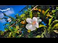 Tag Your Special One ️ Nature Ka Asli Sukoon Flowerlovers Cinematicvideo