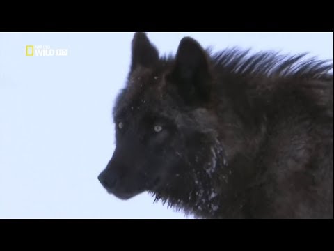 Black Wolf