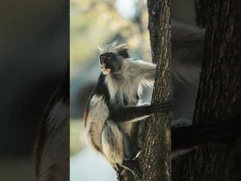 monci peachu andgoma #bubududulover #peachuandgoma #animation #bubududustory  #peachgomulove