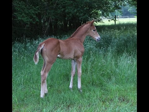 Oldenburger Stutfohlen von Borsalino / Hohenstein 2016