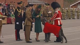 Kate presents shamrocks to troops and army dog on St Patrick&#39;s Day
