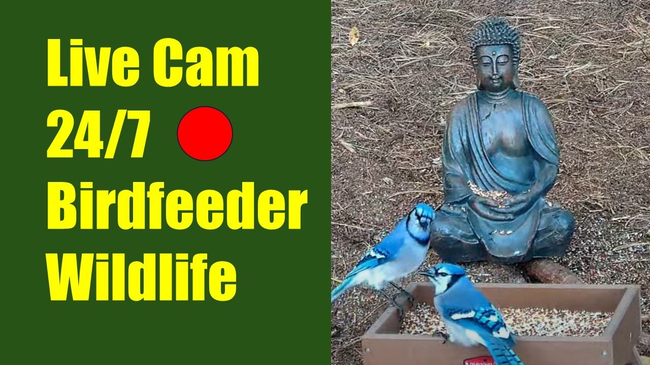 LIVE!🔴 Bird Feeder 🐦Wildlife Cam🦝 in Massachusetts Woodland🌲