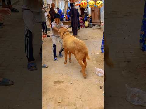 #qurbani#cow mandi 2024#beautiful goat #youtubeshorts #favourite #youtube #karachi cow mandi