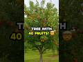 The Tree That Grows 40 Fruits! #facts #nature #fruit