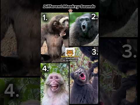 Different Monkey Sounds
