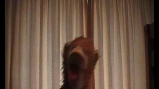Mr Monkey Music Medley - We Will Rock You, Forever, Hey Jude, Blowin' In The Wind