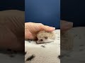 ハリネズミ（当店産ベビー：シナモン♂）懐っこいです♪のYouTubeサムネイル画像
