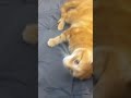 Ginger The Senior Cat Feel Comfort In Human Arms Shorts