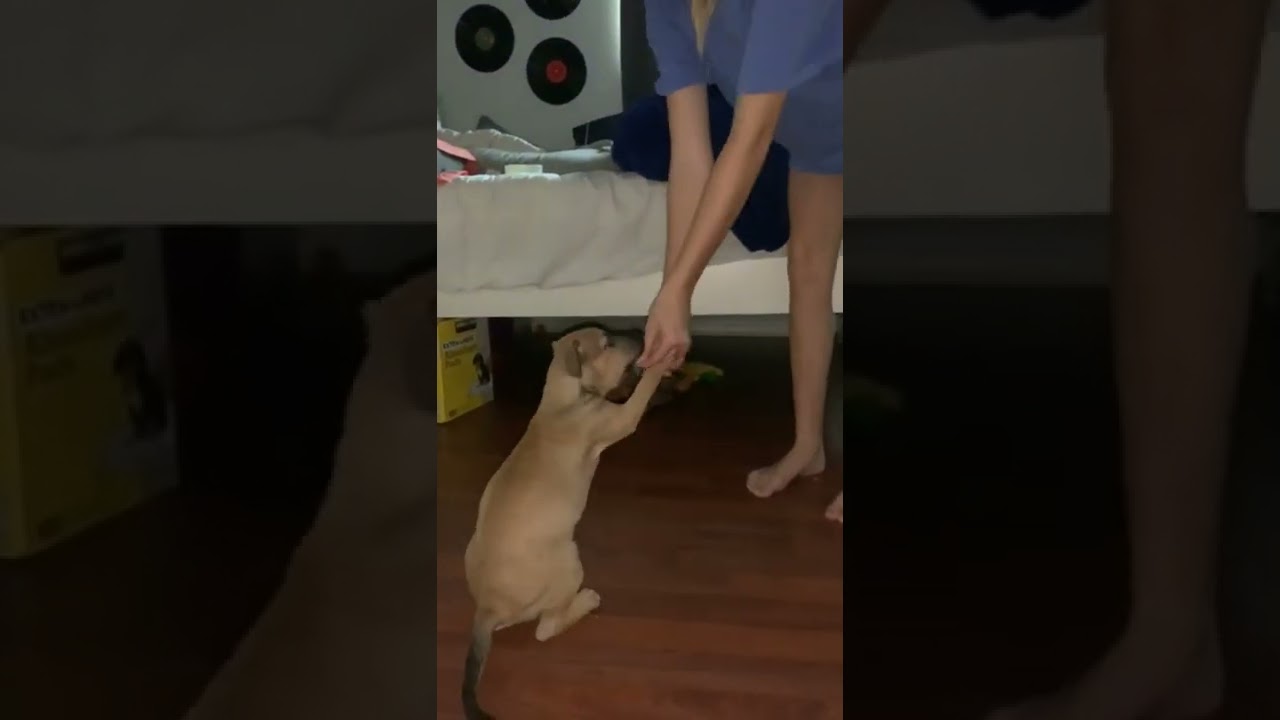 Enlarge Tallulah, a Adoptable mixed breed in Lakeland, FL video 6/6