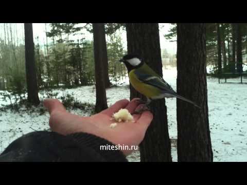 backstage/nikos zachariadis/surgut park