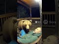 Bear attacks a sleeping man on the porch. Can saves the sleeping man from the bear #bear #animals