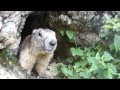 La marmotte de Vanoise 