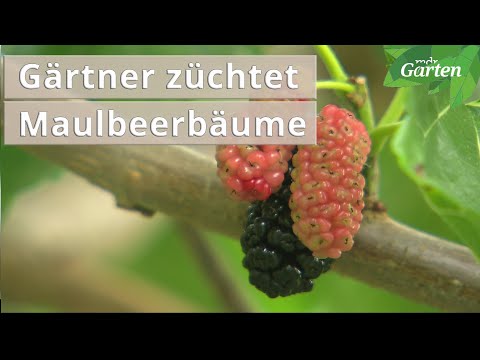 Enthusiast grows small mulberry trees for the garden | MDR Garden