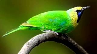 Download lagu Download Suara Burung Cucak Rante Masteran Variasi 5 MP311 mp3