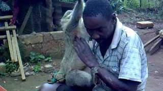 preview picture of video 'Culture the monkey - Dewe, Uganda, Africa'