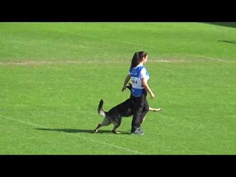 2019 WUSV IGP WM in Modena 74 HUN‐4 OLIMPIA KIS  JACK OPAVIA HOF M B70