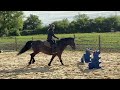 Gelding KWPN Dutch Warmblood For sale 2012 Dark Bay