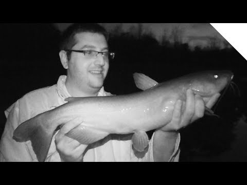 What works better for catching catfish at night? Liver or cut bait?