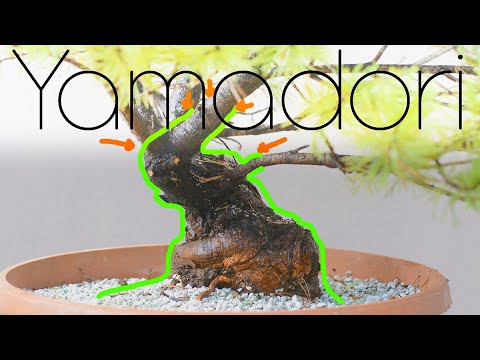 Yamadori Mugo Pine Out of the Ground - Arkefthos Bonsai