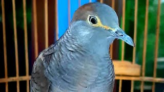 Download lagu BURUNG PERKUTUT NTB mp3