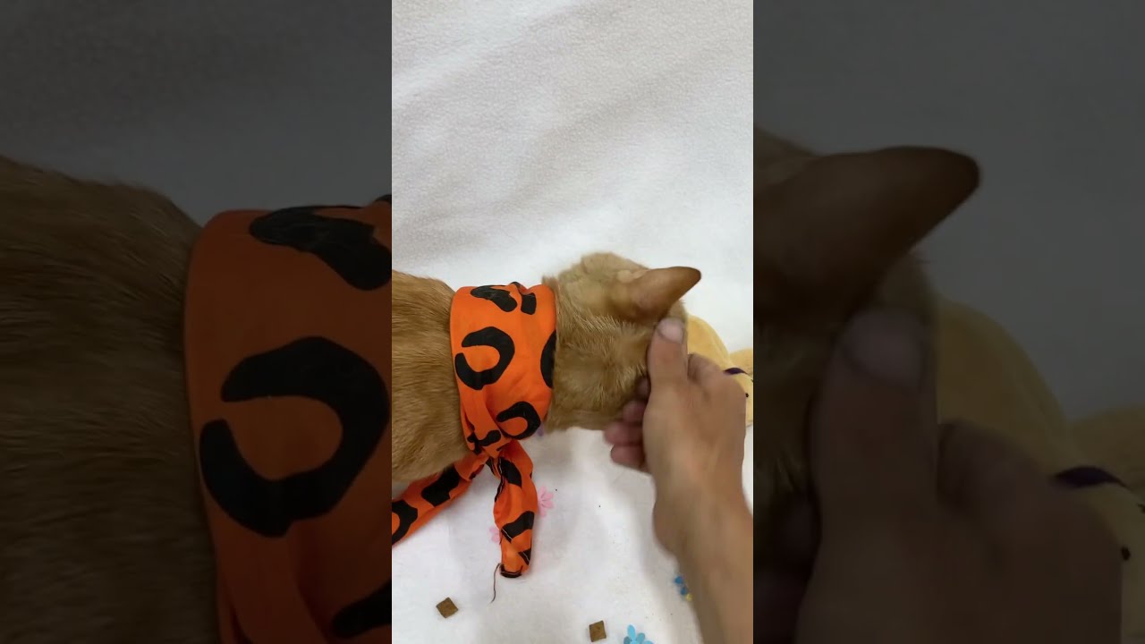 Beckett- Lovebug, a ADOPTABLE mixed breed in Arlington, VA video 2/2