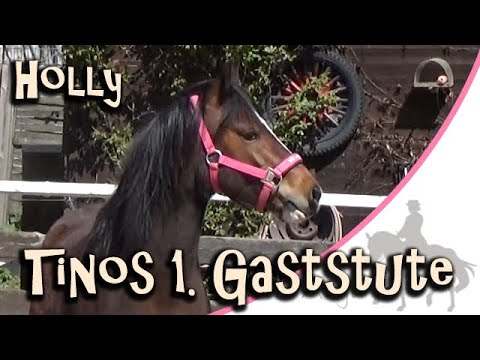 Das ist Tinos erste Gaststute - Willkommen Holly!