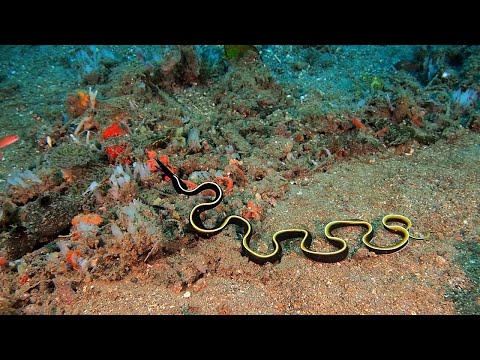 Cá chình ruy băng - Ribbon eel (P2)