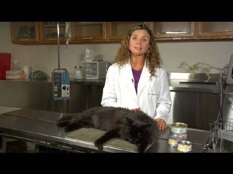 Natural Way to Feed a Cat : Cat Health Care & Behavior
