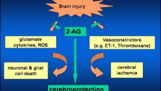 Brain Trauma, Neuroprotection & Cannabinoids