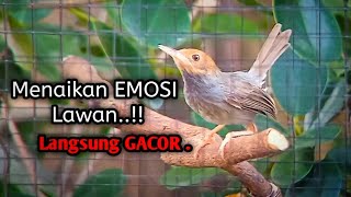 Download lagu Suara prenjak gacor ngalun,  Pandai menantang Emosi LAWAN mp3