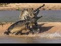 Deadly Amazing moments The Best Animal Fights ...